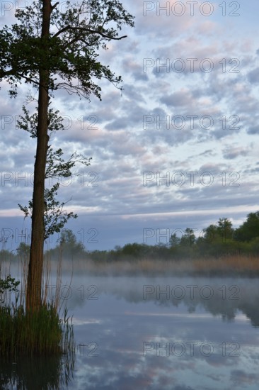 A single tree on a foggy lake with morning atmosphere and dramatic clouds, Peenetal nature park Park, Mecklenburg-Western Pomerania, Germany