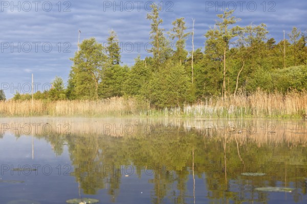 A lake with trees and reeds at dawn and a gentle water surface, Peenetal nature park Park, Mecklenburg-Western Pomerania, Germany