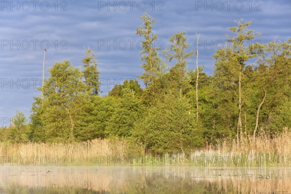A lake with reeds and trees in the early morning light against the blue sky, Peenetal nature park Park, Mecklenburg-Western Pomerania, Germany