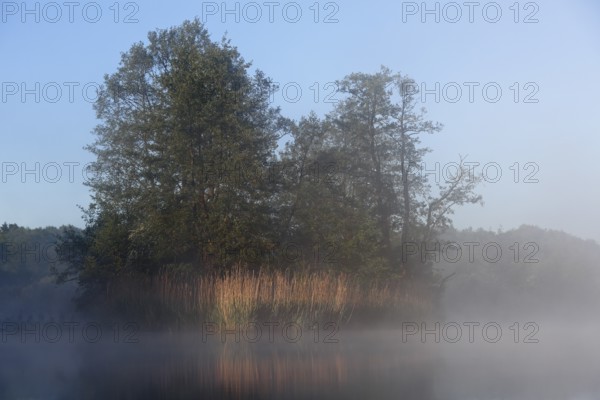 Cool morning atmosphere, trees reflected in foggy water, Peenetal nature park Park, Mecklenburg-Western Pomerania, Germany
