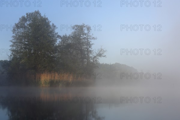 Fog envelops lakeside trees during dawn, Peenetal nature park Park, Mecklenburg-Western Pomerania, Germany