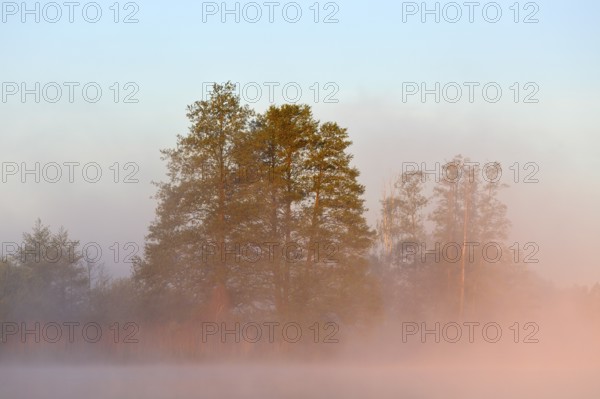 Trees sticking out of morning fog in soft sunlight, Peenetal nature park Park, Mecklenburg-Western Pomerania, Germany