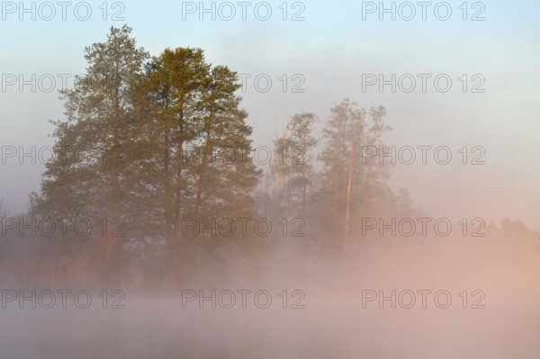 Trees emerge from fog in gentle morning sunlight, Peenetal nature park Park, Mecklenburg-Western Pomerania, Germany