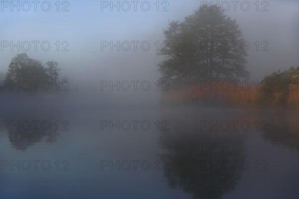 Dense fog covers calm lake, trees reflect in water, Peenetal nature park Park, Mecklenburg-Western Pomerania, Germany