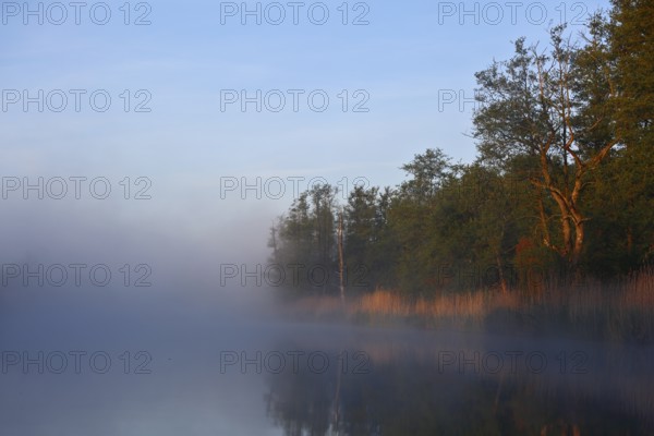 A quiet morning with fog over the lake on the trees, Peenetal nature park Park, Mecklenburg-Western Pomerania, Germany