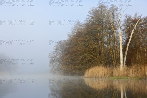 Lakeside trees reflect in water as fog envelops landscape, Peenetal nature park Park, Mecklenburg-Western Pomerania, Germany