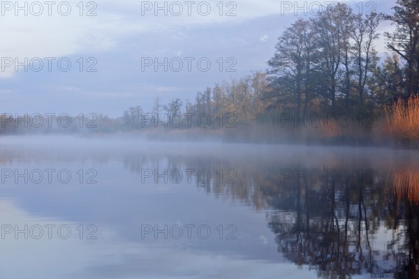 A foggy lake in the morning with warm light reflections and surrounding trees, Peenetal nature park Park, Mecklenburg-Western Pomerania, Germany