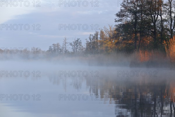 A quiet lake at dawn, surrounded by trees and light fog, Peenetal nature park Park, Mecklenburg-Western Pomerania, Germany