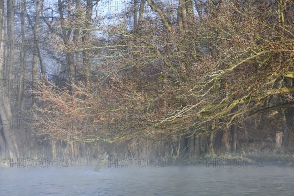 Branched trees with fog in the background, which give the picture a peaceful atmosphere, Peenetal nature park Park, Mecklenburg-Western Pomerania, Germany