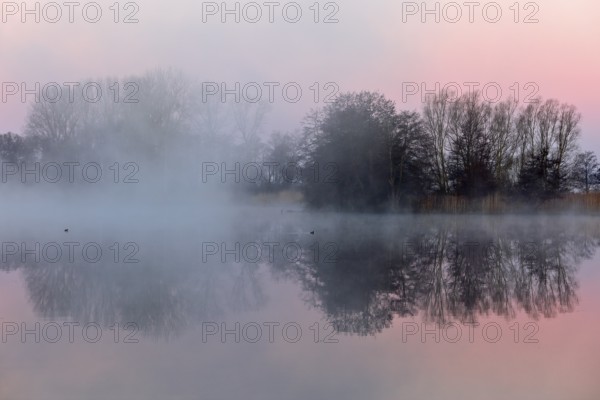 Nocturnal fog over a lake with trees appearing in pink evening light, Peenetal nature park Park, Mecklenburg-Western Pomerania, Germany