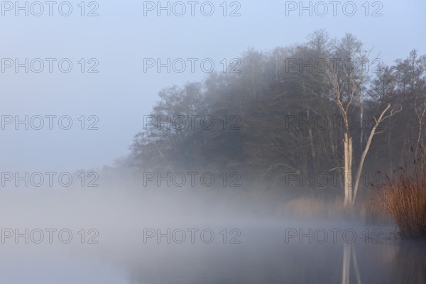 A foggy morning at the lake with trees shimmering through the haze, Peenetal nature park Park, Mecklenburg-Western Pomerania, Germany