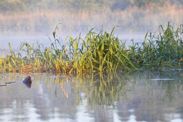 Morning fog makes reeds look mysterious on quiet banks, Peenetal nature park Park, Mecklenburg-Western Pomerania, Germany