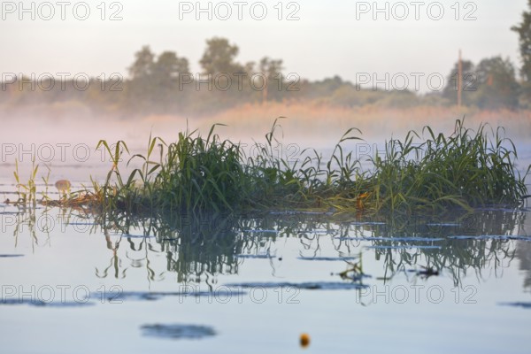 Reeds slightly illuminated in morning fog over still water, Peenetal nature park Park, Mecklenburg-Western Pomerania, Germany
