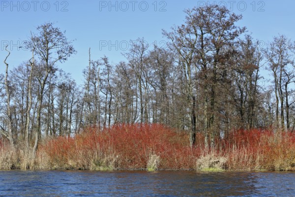Dense red bushes in front of bare trees, reflected in water, Peenetal nature park Park, Mecklenburg-Vorpommern, Germany