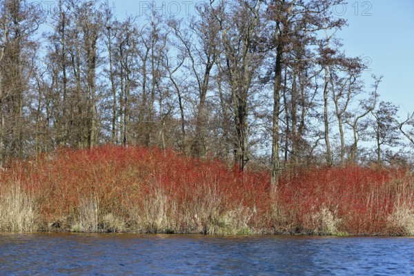 Bright red bushes on a river surrounded by bare trees, Peenetal nature park Park, Mecklenburg-Western Pomerania, Germany