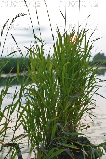 Tall grasses on the shore of a lake reflected in evening light, Peenetal nature park Park, Mecklenburg-Western Pomerania, Germany