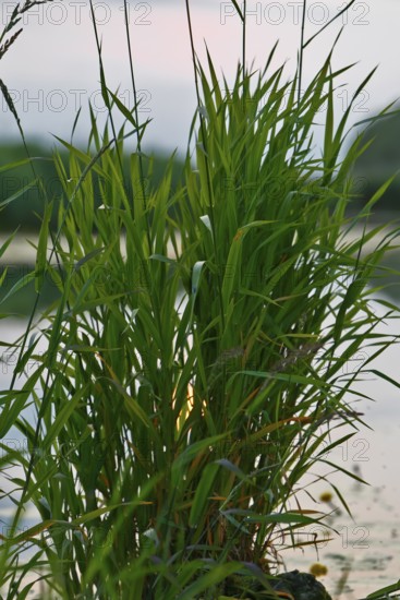 Dense grasses on the water framing the sunset, Peenetal nature park Park, Mecklenburg-Western Pomerania, Germany