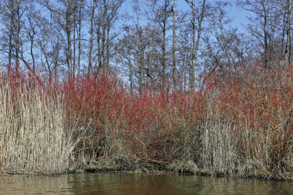 Red and white shrubs in front of bare trees on a riverbank, Peenetal nature park Park, Mecklenburg-Western Pomerania, Germany