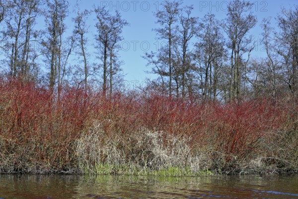 Dense red shrubs and bare trees surrounded by calm water, Peenetal nature park Park, Mecklenburg-Western Pomerania, Germany