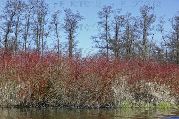 Red bushes in front of bare trees, everything is reflected in calm water, Peenetal nature park Park, Mecklenburg-Western Pomerania, Germany