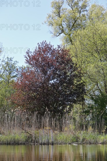 Red and green tree on the banks of a quiet pond under blue sky, Peenetal nature park Park, Mecklenburg-Western Pomerania, Germany