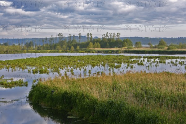 A quiet water area surrounded by green meadows and cloudy skies, Peenetal nature park Park, Mecklenburg-Western Pomerania, Germany