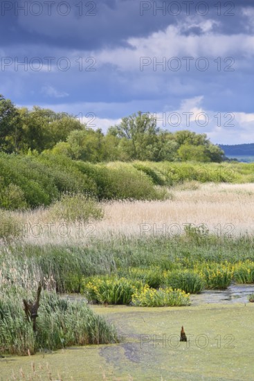 Green meadow with water in the foreground and cloudy sky, Peenetal nature park Park, Mecklenburg-Western Pomerania, Germany