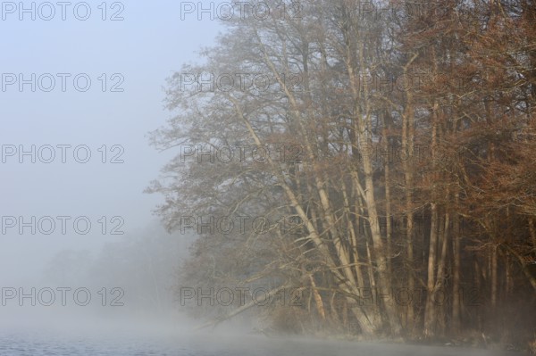 A soft haze of fog surrounds trees at the lake, creating a peaceful atmosphere, Peenetal nature park Park, Mecklenburg-Western Pomerania, Germany