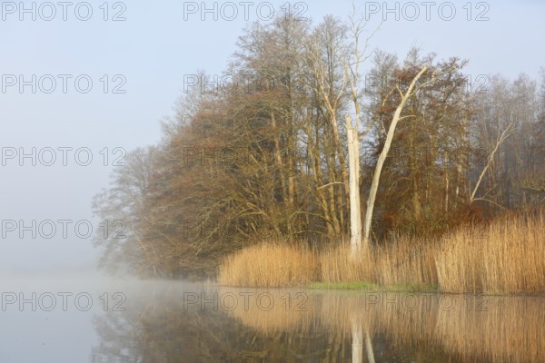 Morning fog over a quiet lake with trees reflecting in the water, Peenetal nature park Park, Mecklenburg-Western Pomerania, Germany
