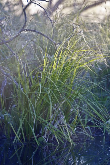 Close-up of grass on water, reflected in calm water, Peenetal nature park Park, Mecklenburg-Western Pomerania, Germany
