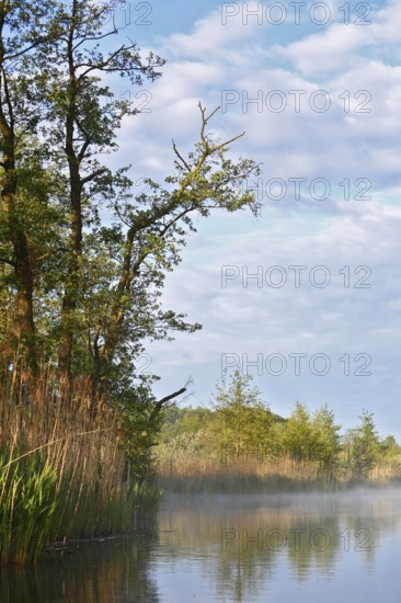 Tranquil river landscape with trees, reeds and cloudy sky, Peenetal nature park Park, Mecklenburg-Western Pomerania, Germany