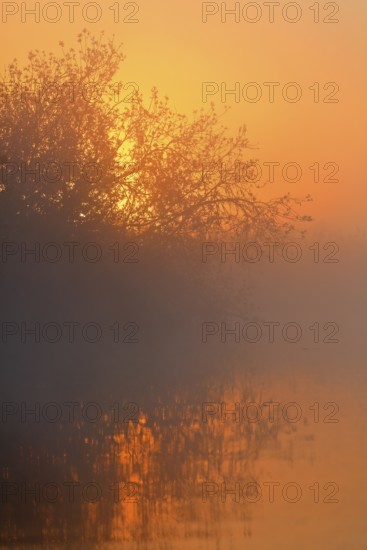Scenic sunset over fog-shrouded river and trees, Peenetal nature park Park, Mecklenburg-Western Pomerania, Germany