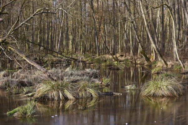 Swampy forest area with thick grass and quiet waterholes, Peenetal nature park Park, Mecklenburg-Western Pomerania, Germany