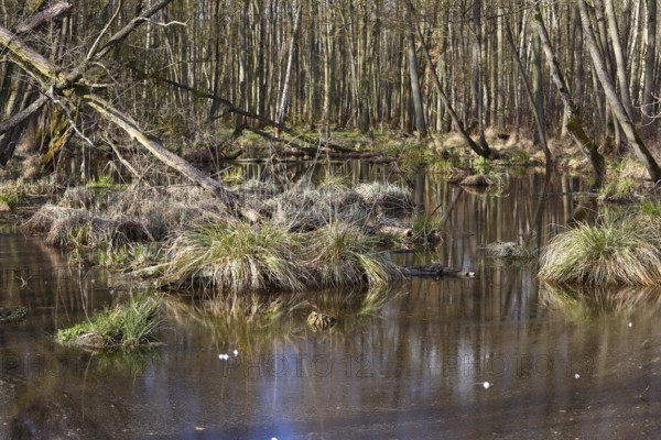 Dark swamp forest with still water areas and thick grass, Peenetal nature park Park, Mecklenburg-Western Pomerania, Germany