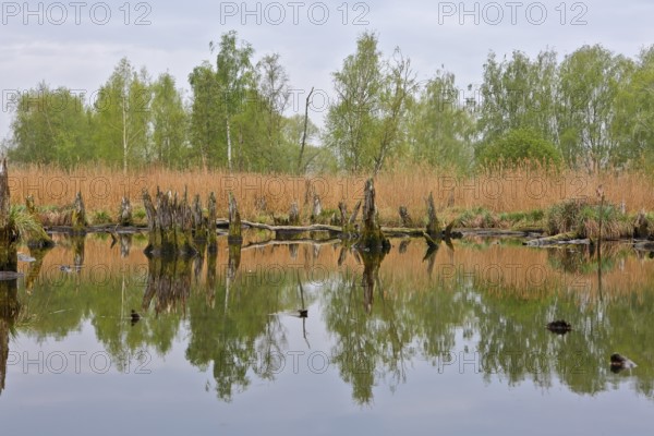 Tree stumps and reeds are reflected in still water on an autumn day, Peenetal nature park Park, Mecklenburg-Western Pomerania, Germany