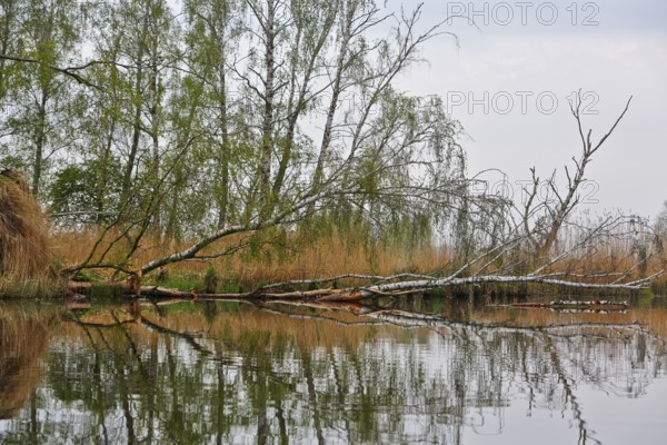 Fallen trees and reeds are reflected in calm water, surrounded by trees, Peenetal nature park Park, Mecklenburg-Western Pomerania, Germany