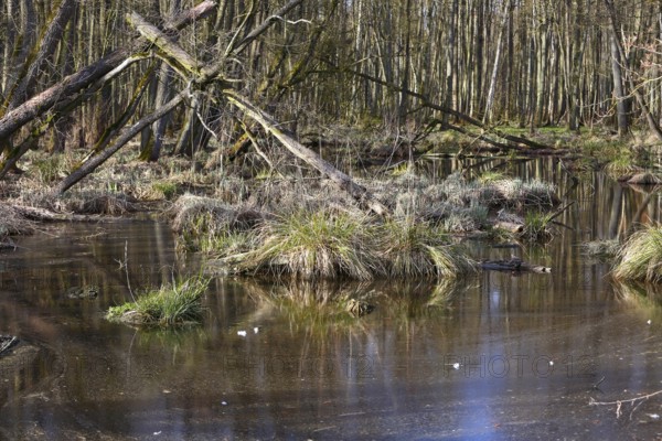 Swampy forest soil with moss and grasses crossed by calm water, Peenetal nature park Park, Mecklenburg-Western Pomerania, Germany