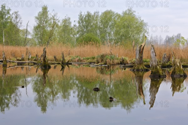 Tree stumps in calm water surrounded by reeds and trees in fog, Peenetal nature park Park, Mecklenburg-Western Pomerania, Germany