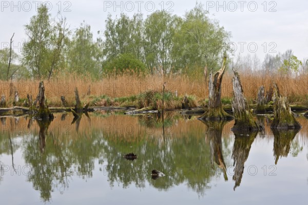 Clear water reflects reeds and trees, with tree stumps in the lake, Peenetal nature park Park, Mecklenburg-Western Pomerania, Germany