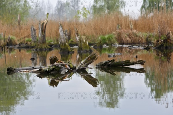 Quiet pond with tree trunks lying in water and surrounding reeds, Peenetal nature park Park, Mecklenburg-Western Pomerania, Germany