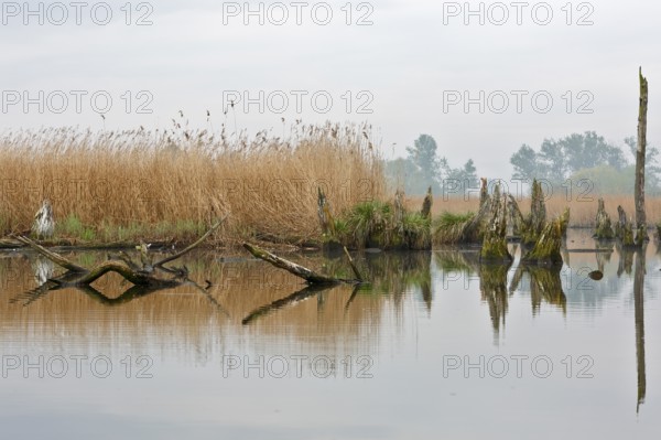 Disused stretch of river with bare trees and reeds reflecting in the water, Peenetal nature park Park, Mecklenburg-Western Pomerania, Germany