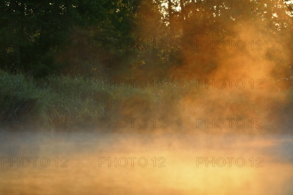 Mystical fog at sunrise on the banks of a forest, Peenetal nature park Park, Mecklenburg-Western Pomerania, Germany