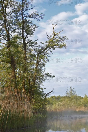 Peaceful river landscape with trees and reeds under cloudy sky, Peenetal nature park Park, Mecklenburg-Western Pomerania, Germany