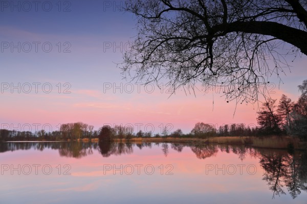 Quiet atmosphere at sunset with pink sky, tree reflection in the lake, Peenetal nature park Park, Mecklenburg-Western Pomerania, Germany