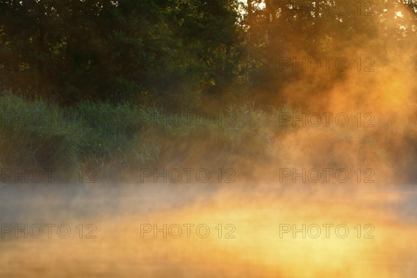 Gentle fog darkens the landscape at sunrise on the edge of the forest, Peenetal nature park Park, Mecklenburg-Western Pomerania, Germany