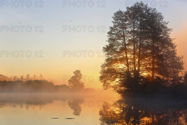 Sunrise over a calm, foggy lake and reflecting trees, Peenetal nature park Park, Mecklenburg-Western Pomerania, Germany