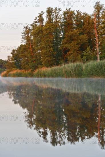 Trees on the river with beautiful reflection under foggy morning light, Peenetal nature park Park, Mecklenburg-Western Pomerania, Germany