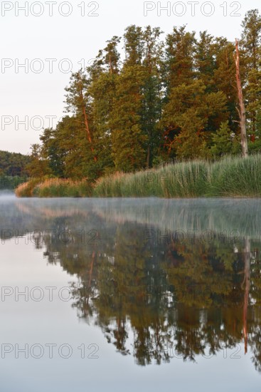 Lakeside trees reflect in water during morning fog, Peenetal nature park Park, Mecklenburg-Western Pomerania, Germany