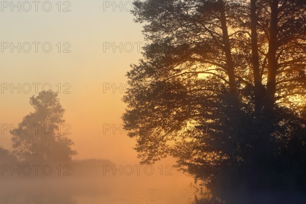 Large trees in fog at sunset on the water shore, Peenetal nature park Park, Mecklenburg-Western Pomerania, Germany