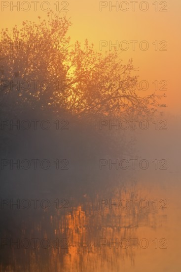 Sunset light in fog on the river, warm and quiet, Peenetal nature park Park, Mecklenburg-Western Pomerania, Germany